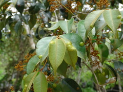 Calyptranthes pallens