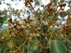 Calyptranthes pallens