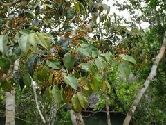 Calyptranthes pallens