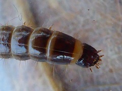 Denticollis linearis