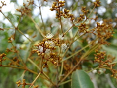 Calyptranthes pallens