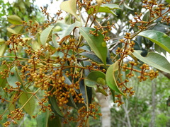 Calyptranthes pallens