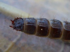 Denticollis linearis