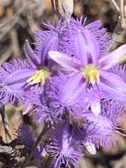 Thysanotus baueri