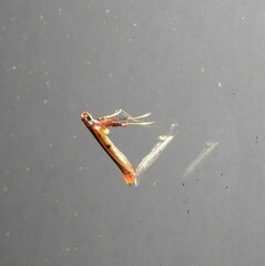 Caloptilia chrysitis