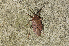 Urochela quadrinotata