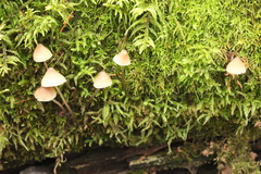 Mycena metata