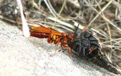 Sphictostethus nitidus