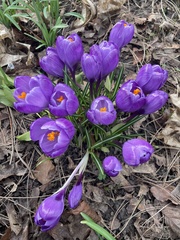 Crocus neapolitanus