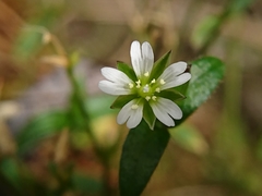 Stellaria vestita