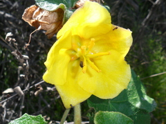 Fremontodendron