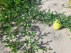 Citrullus lanatus lanatus