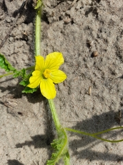 Citrullus lanatus lanatus