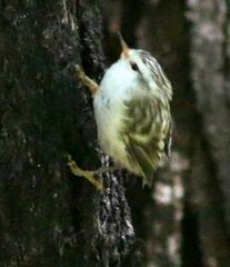 Acanthisitta chloris