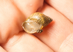 Bothriembryon tasmanicus