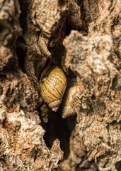 Bothriembryon tasmanicus