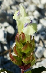 Scutellaria supina