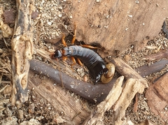 Anisolabis littorea