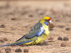 Platycercus caledonicus