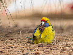 Platycercus caledonicus