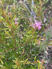 Grevillea sericea
