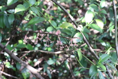 Smilax davidiana