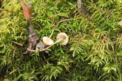 Mycena metata