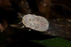 Drosicha