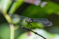 Agrionoptera longitudinalis