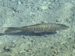 Cyprinus carpio carpio
