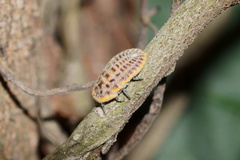 Drosicha