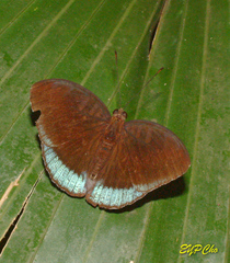 Tanaecia julii