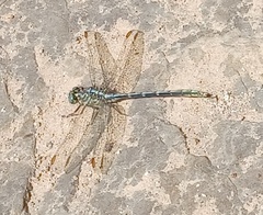 Austrogomphus guerini