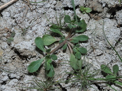 Glinus oppositifolius