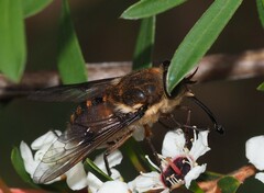 Copidapha