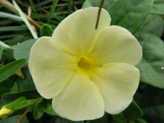 Thunbergia dregeana