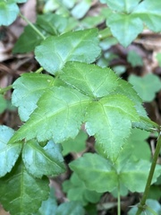 Eleutherococcus trifoliatus setosus