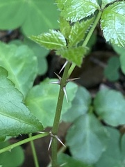 Eleutherococcus trifoliatus setosus