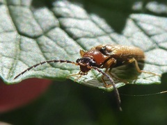 Denticollis linearis