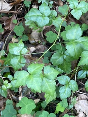 Eleutherococcus trifoliatus setosus
