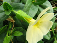 Thunbergia dregeana