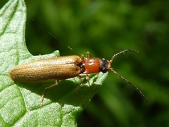 Denticollis linearis