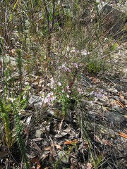 Boronia floribunda