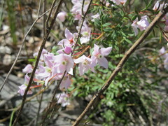 Boronia floribunda