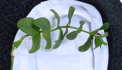 Thunbergia dregeana