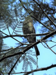 Pachycephala rufiventris