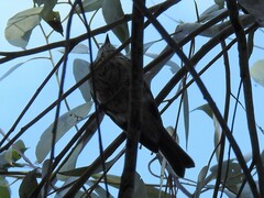 Pachycephala rufiventris