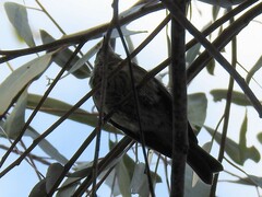 Pachycephala rufiventris