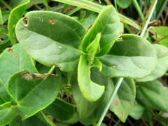 Thunbergia dregeana