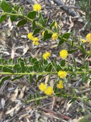 Acacia uncinata
